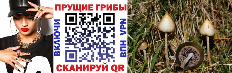 Псилоцибиновые грибы Psilocybe  магазин    Новая Ладога 